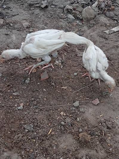 Aseel white heera chick