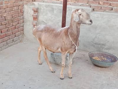 Qurbani Wala Dumba