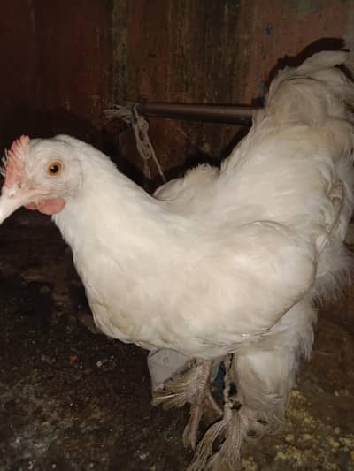 “White Brahma Chicken For Sale | Healthy & Active