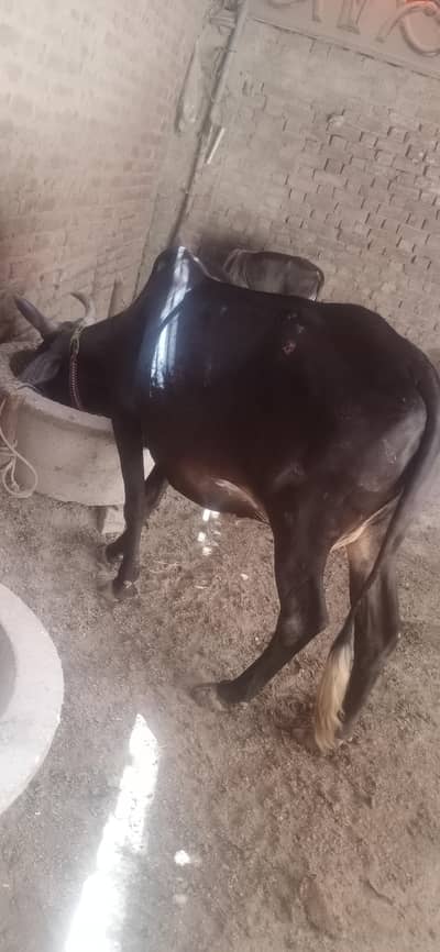 Cow for sell for Eid ul Adha