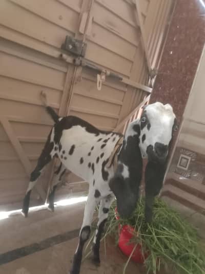 urgent for sale kindly