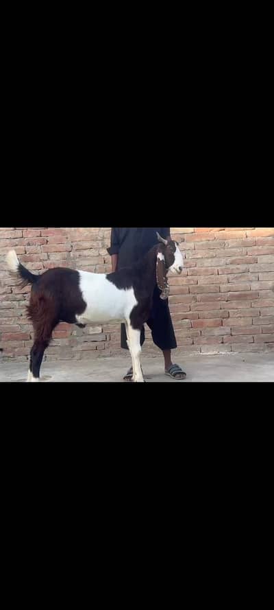goat for qurbani