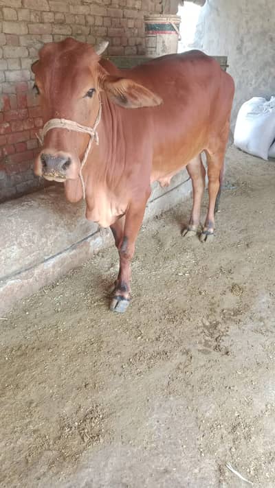 Cow | 2 dant | گائے | wachi feamle 2 dant | Qurbani janwar 2026