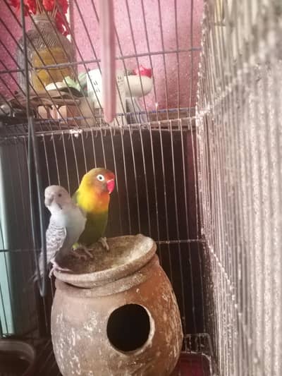 male love bird and female Australian parrot