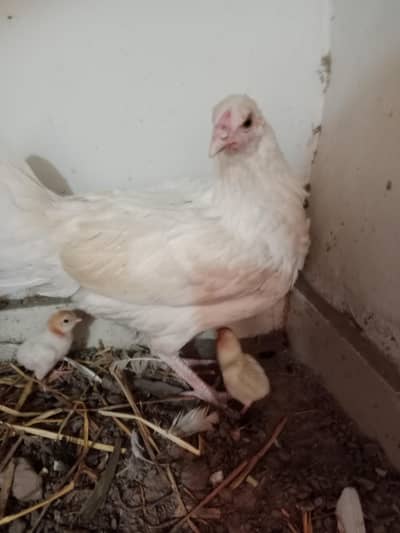 Hera pair with chicks