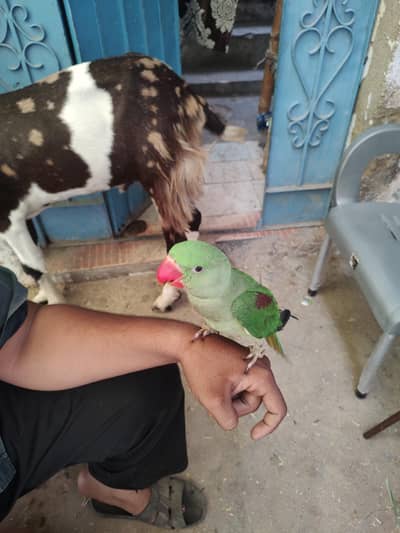 Active & tam Parrot no biting