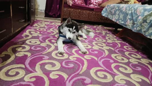 Husky 5 months