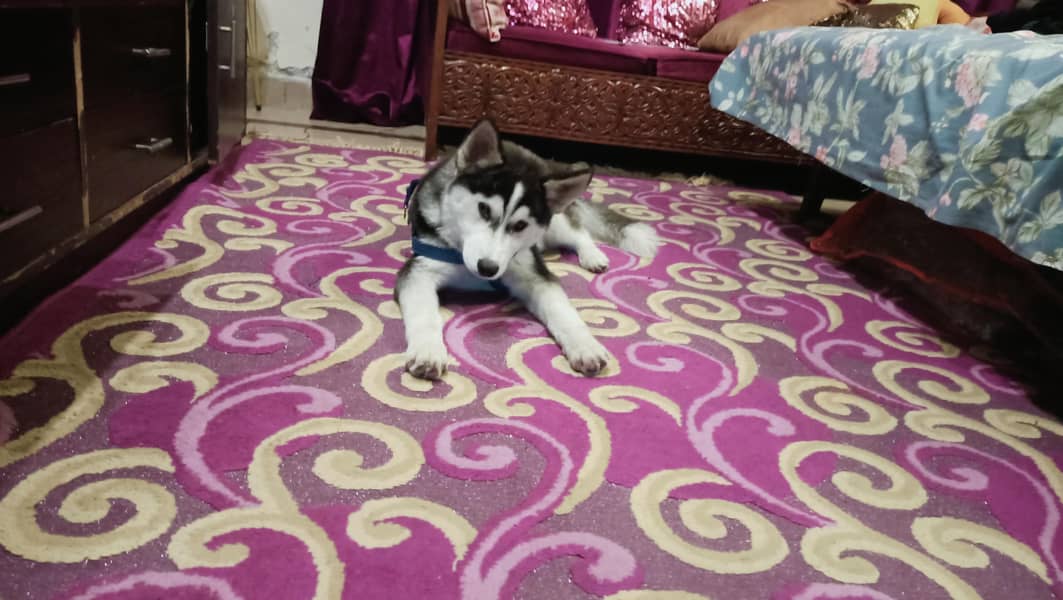 Husky 1