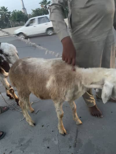 Qurbani dumba