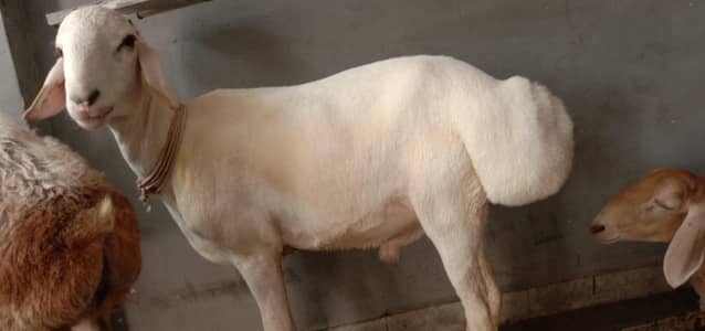 dumba or dumbe