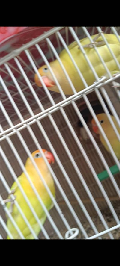 Decino Love bird