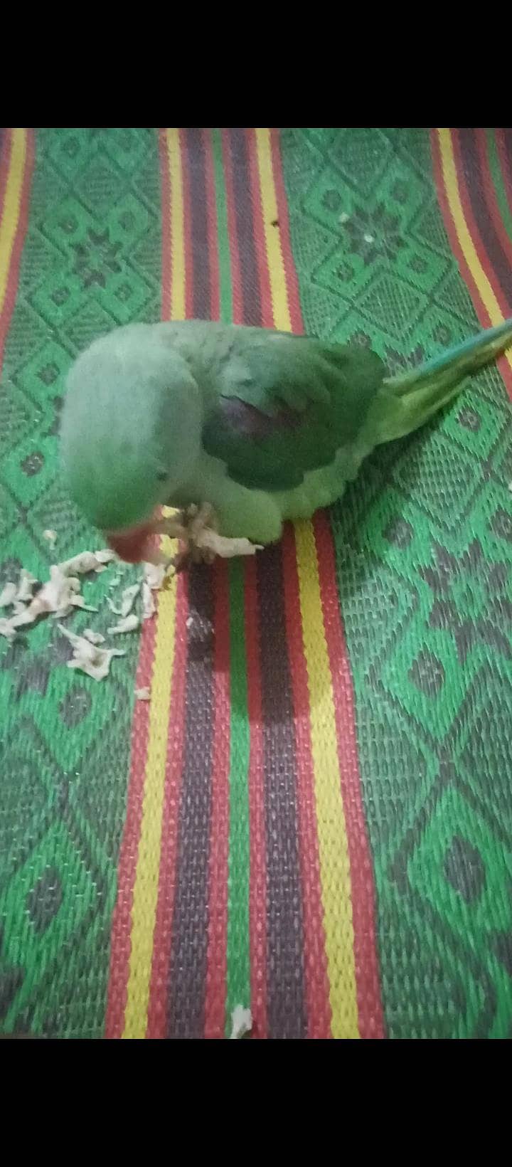 parrot 0