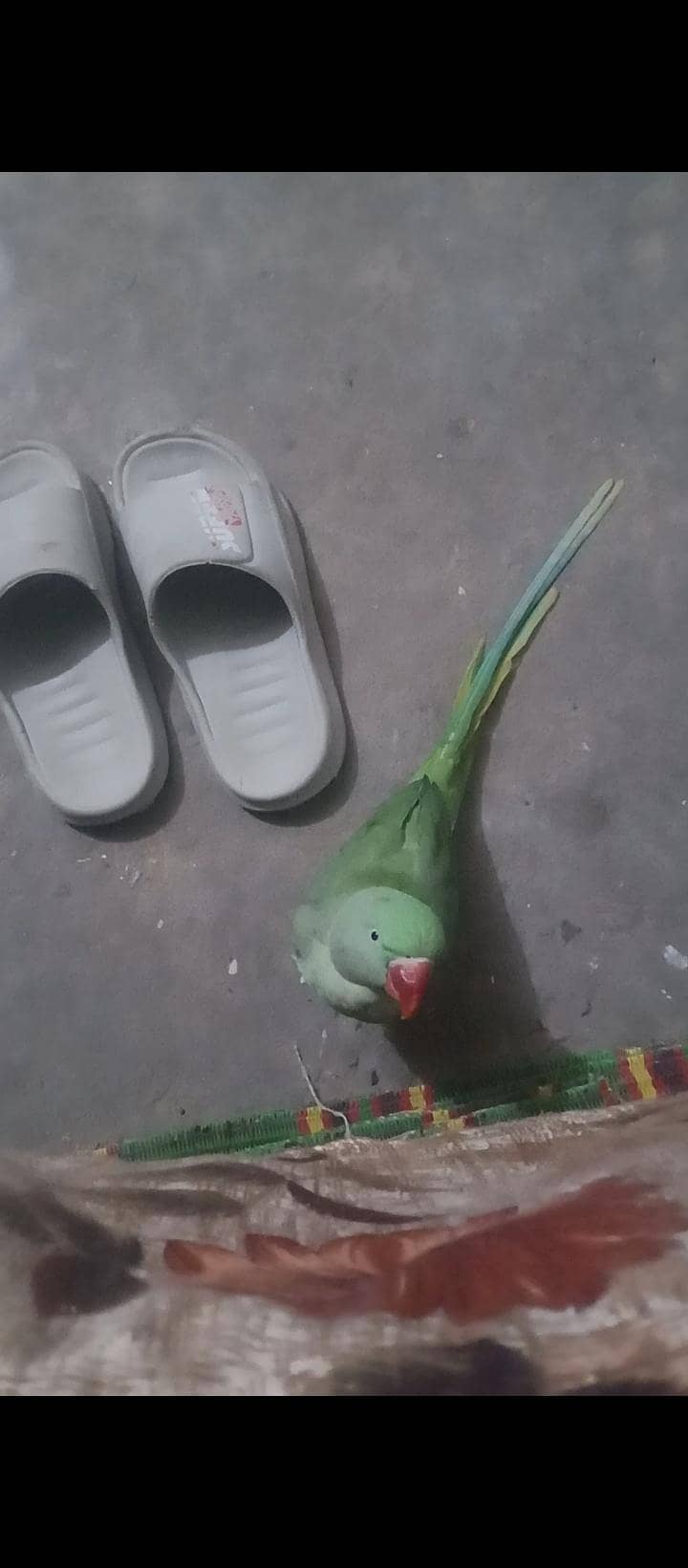 parrot 1