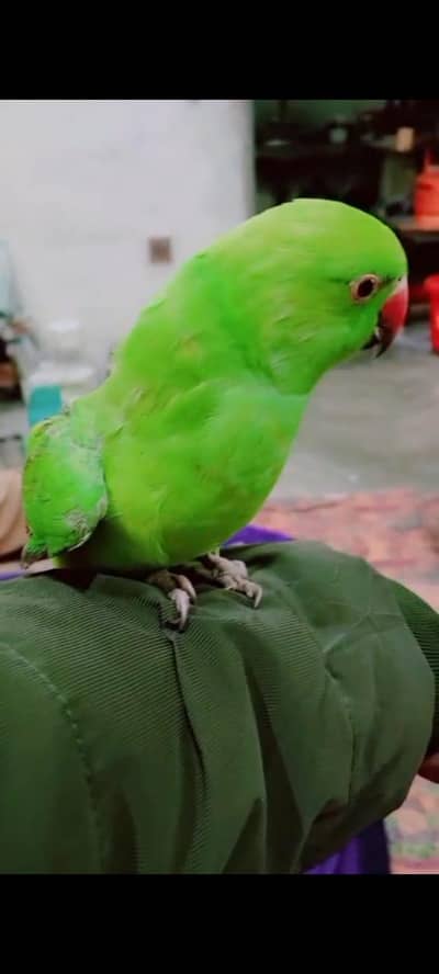 Beautiful and Healthy Parrot for Sale