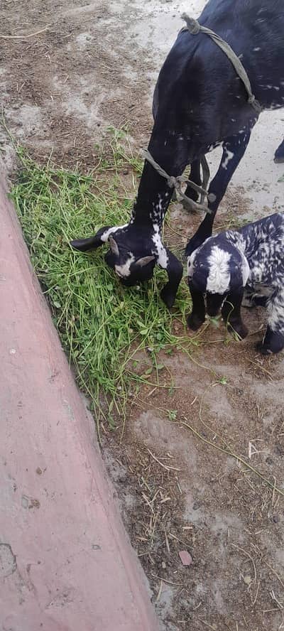 aik bkri makhi cheeni Sath aik baby