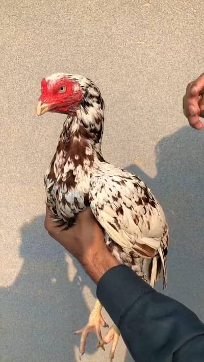 Original Mianwali Aseel Hen For Sale