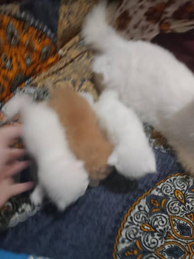 Parisian cat pure white 2 male 2 female white