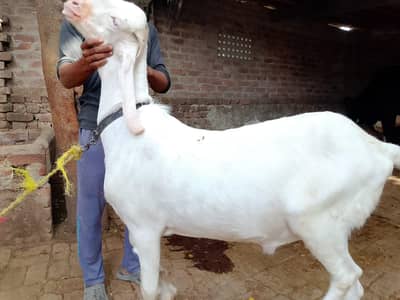 rajanpuri bakra for qubani