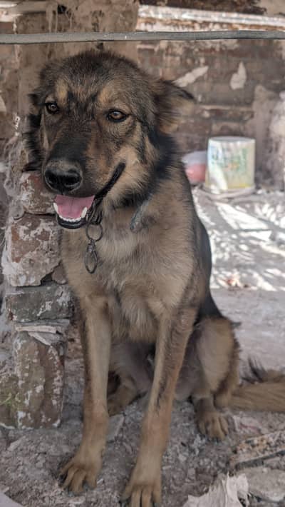 play dog