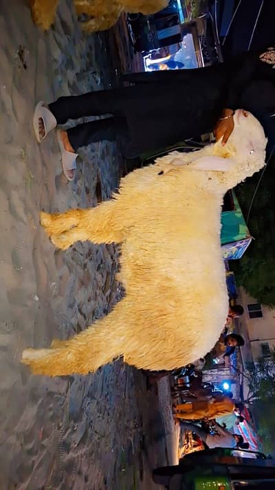 Dasi Kajla Chtraa