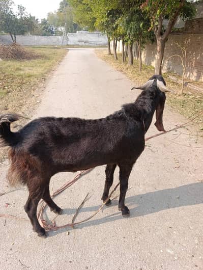 Qurbani Ke Liye Khubsurat Kala Bakra For Sale