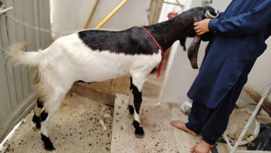 kamori khassi 2 dant Bakra
