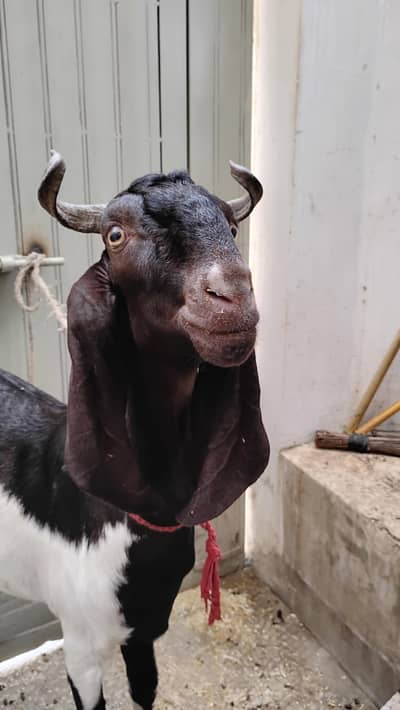 kamori khassi 2 dant Bakra