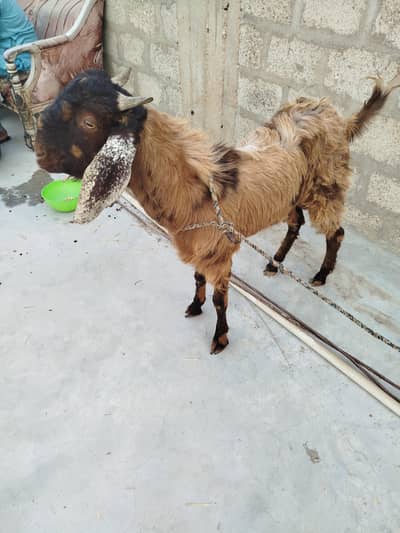 Bakra