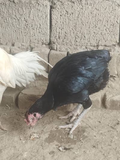 Aseel mushki lasni madi for sale
