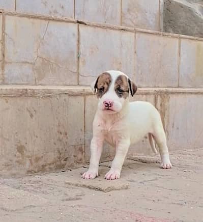 bully gultair female puppy for sale