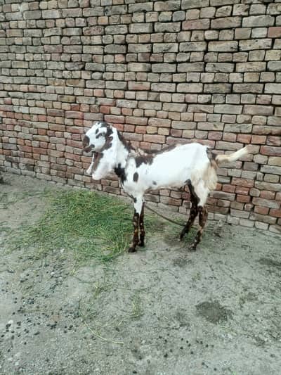 Strong & Healthy Goat for Sale