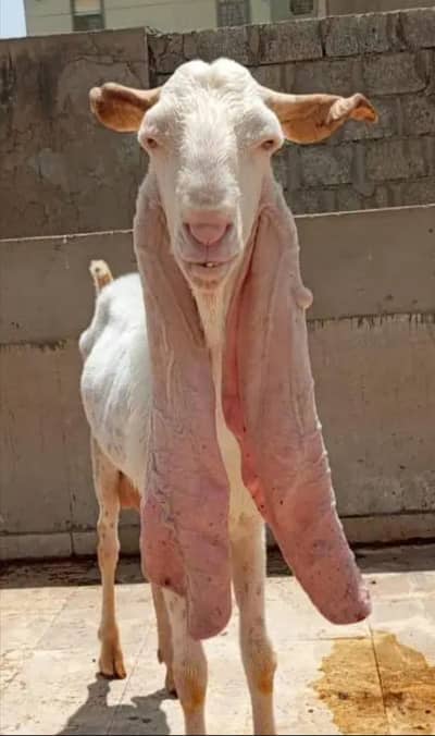 Gulabi Bakra for Qurbani or Breeding