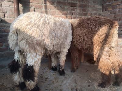 Pure mundra chatra | sheep | Goat | Qurbani 2026 |Bakra | Mundra |بکر