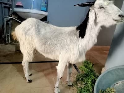 Goat Bakri 4 daant