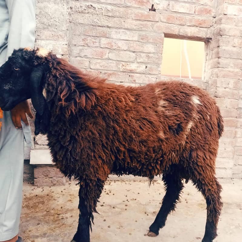 عیدالاضحیٰ کے لیے خوبصورت صحت مند بکروں کا جوڑا دستیاب – خاص قربانی 1
