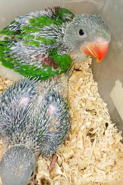 raw parrot/pahari toty/chick / barmi pakoya / shamo / Aseel murgy