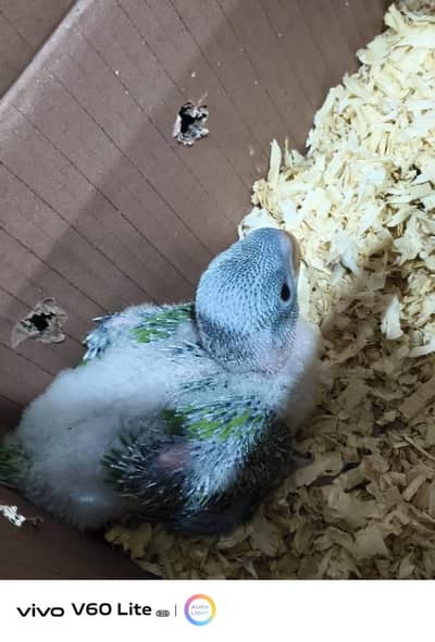 kashmiri raw parrot baby chicks
