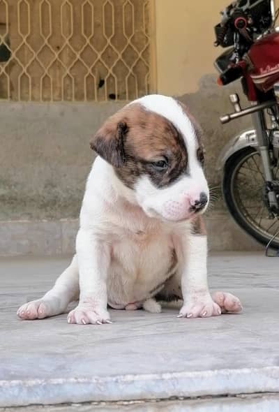 bully  gultair male puppy available for sale