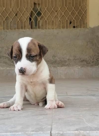 bully  gultair male puppy available for sale