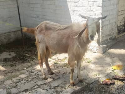 bakra for eid