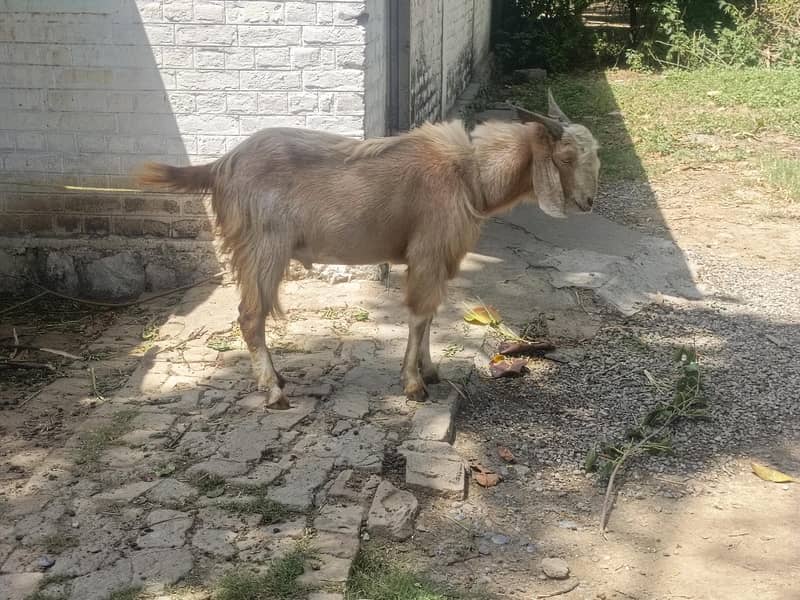 bakra for eid 1