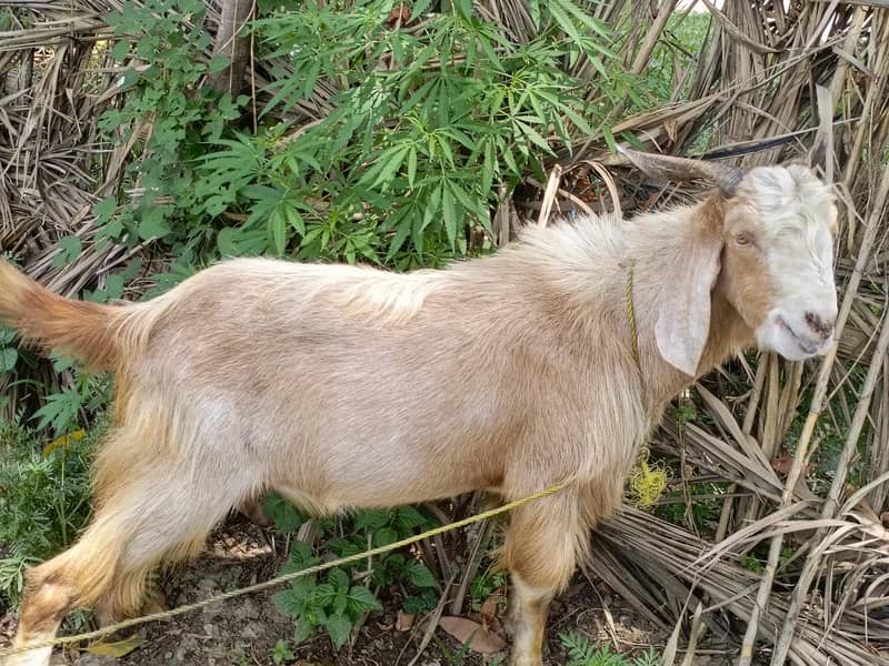 bakra for eid 2