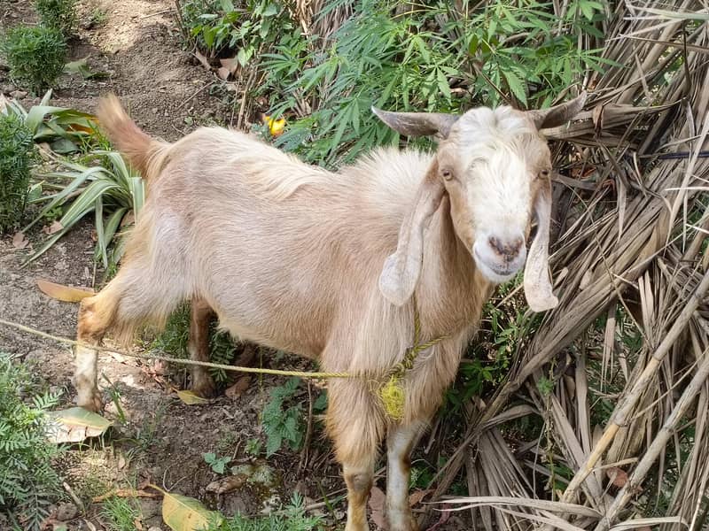 bakra for eid 3
