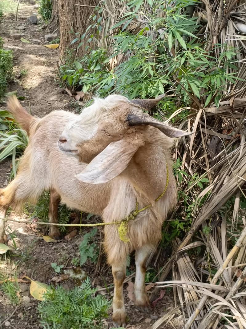 bakra for eid 4