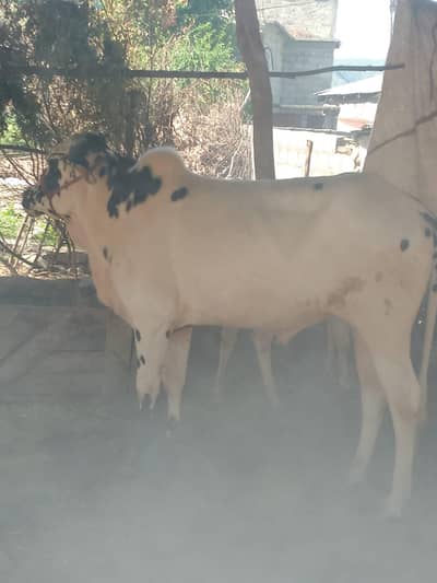 bull for sale