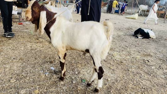Goats For Sale taul ke hisaab se