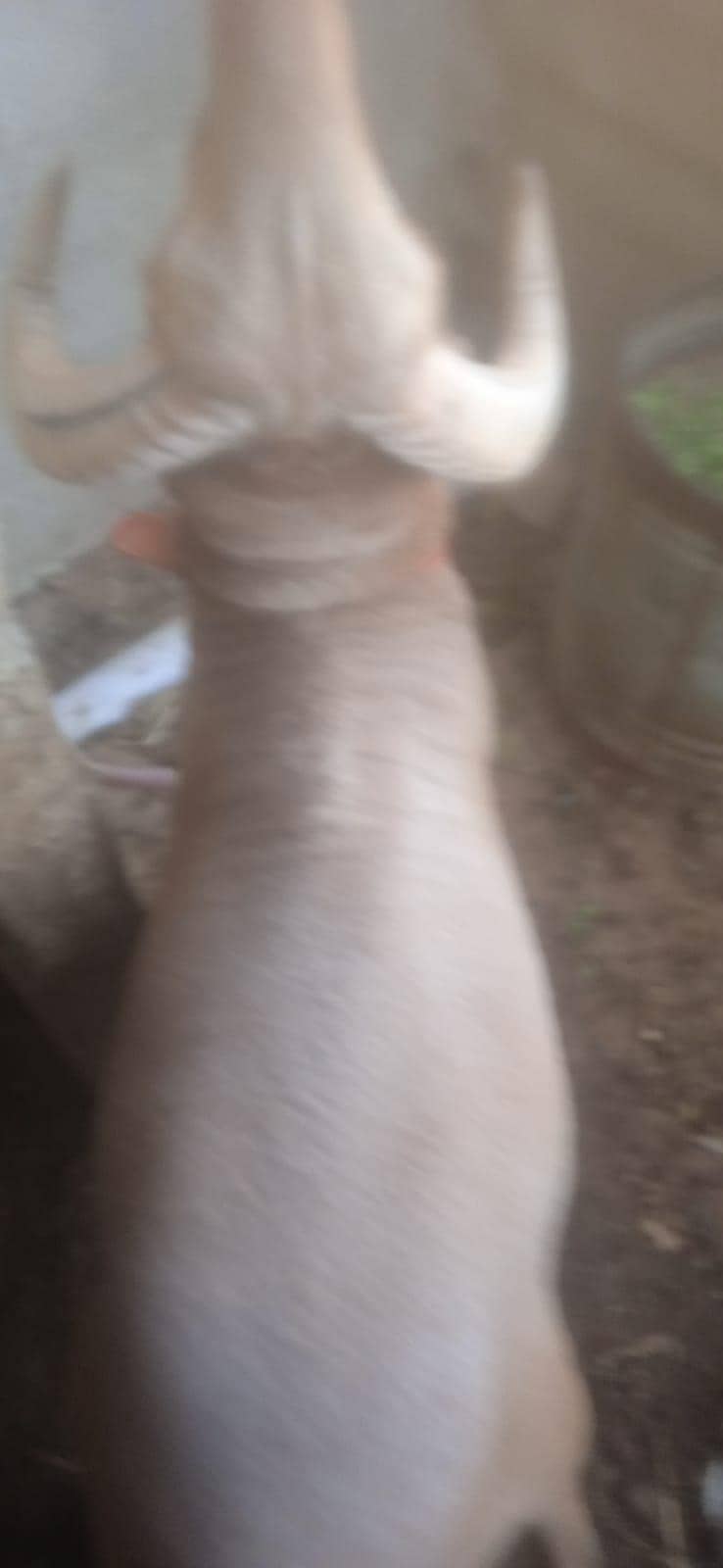 Dumba 4