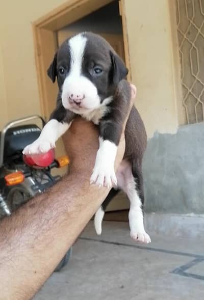 top quality bully male puppy