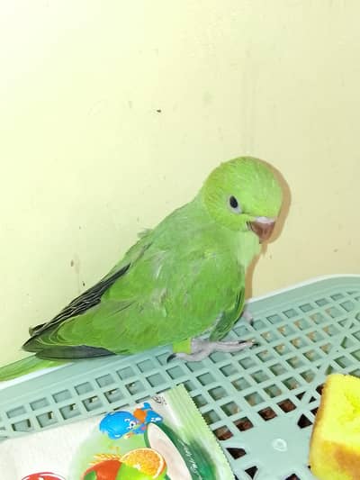 kahta baby parrot urgent sale