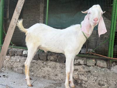 MashaAllah Healthy Do Daanth wala Bakra | Smell Free | RWP/ISB